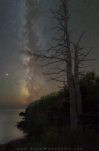 Milky Way and Dead Trees
