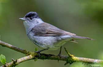 DSC9975  Blackcap…