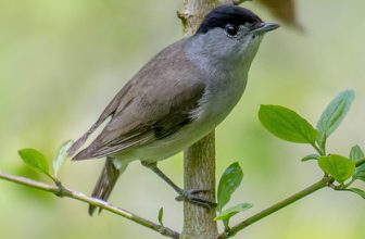 DSC0166  Blackcap…