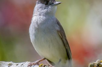 DSC9331  Blackcap…