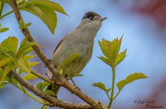 DSC9407  Blackcap…