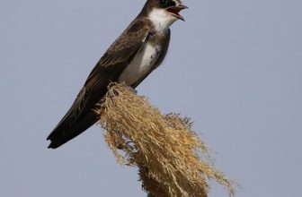 Banded Martin (Riparia cincta)