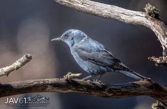 Blue Rock-Thrush (Monticola solitarius)-7555
