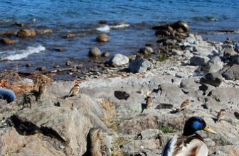 turisti – tourists