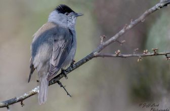 DSC8241  Blackcap