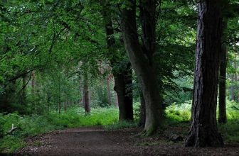 Derwent Walk Country Park, Thornley Wood, Gateshead, Tyne & Wear, England.
