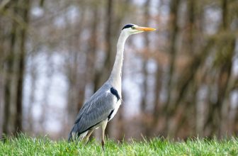 Héron en observation