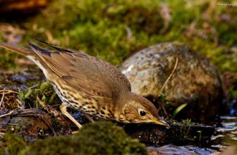 Singdrossel /  song thrush (Turdus philomelos)