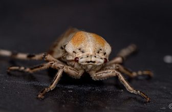 Close-up of an Adult Stink Bug