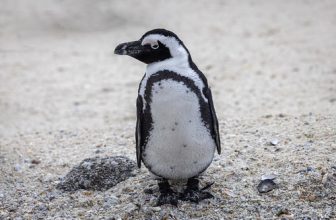 African penguin (Spheniscus demersus) (also known as Cape penguin or South African penguin) Boulders Beach, Simon’s Town  South Africa, Africa