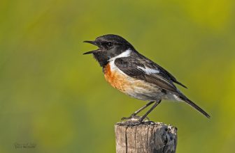 European Stonechat (Saxicola torquatus) adult male Spring Germany_6598