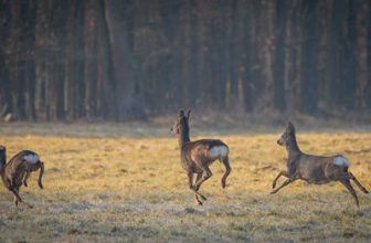 Frühlingsbeginn auf dem Wohld