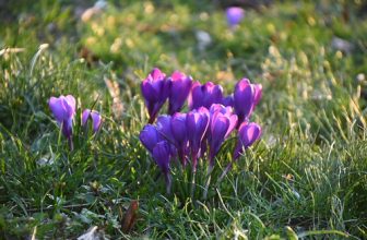 Frühling im Park 2025 – 9