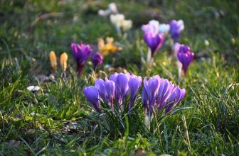 Frühling im Park 2025 – 7