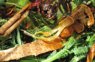 Bitters Project 2011