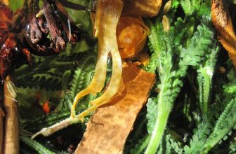 Bitters Project 2011