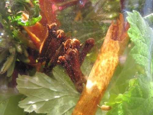 Bitters Project 2011