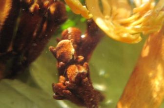 Bitters Project 2011