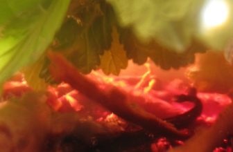 Bitters Project 2011