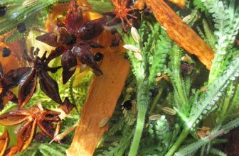 Bitters Project 2011