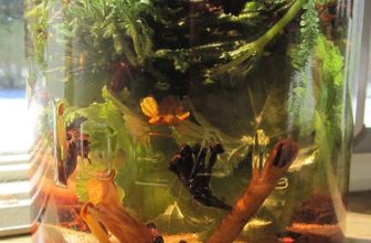 Bitters Project 2011