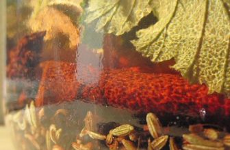 Bitters Project 2011: Infusion of Spices and Herbs