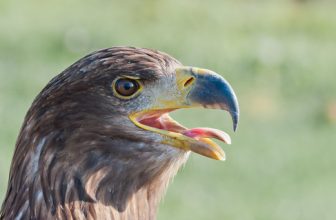 Europese zeearend – White-tailed Eagle – Haliaeetus albicilla