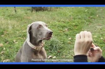 A Guide to Cultivate Well Behaved Canine Companion 2