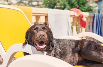 ANIMAL LOVERS CONCERNED WITH PET HEAT STROKE