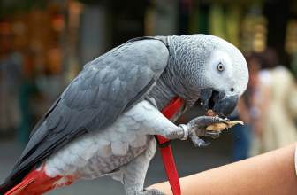 Discover African Grey Parrots: Intelligence, Care, and Lifespan
