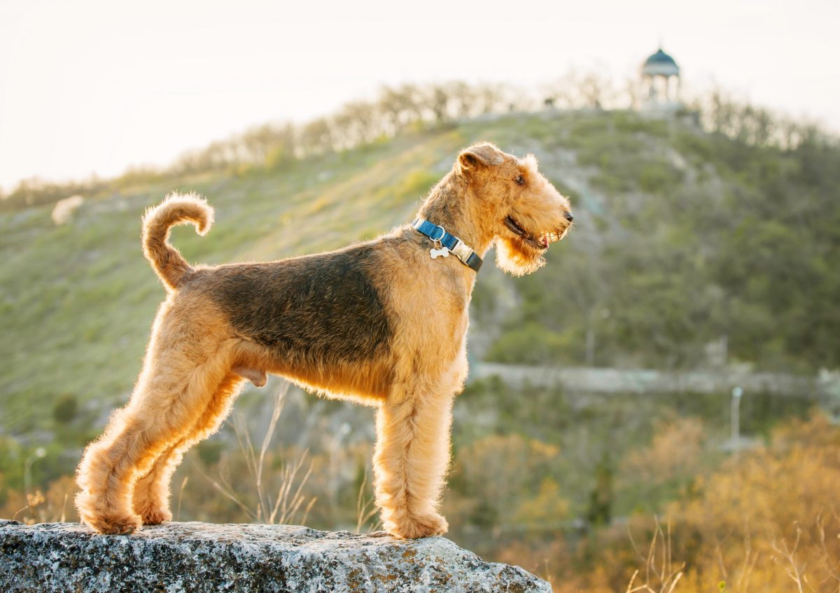 A strong and confident dog standing alert, showcasing natural readiness for outdoor adventure.