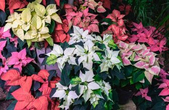 35 Favorite Poinsettia Varieties for Your Home