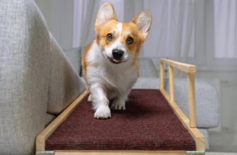 8 Best Dog Ramps To Benefit Your Pup’s Joints