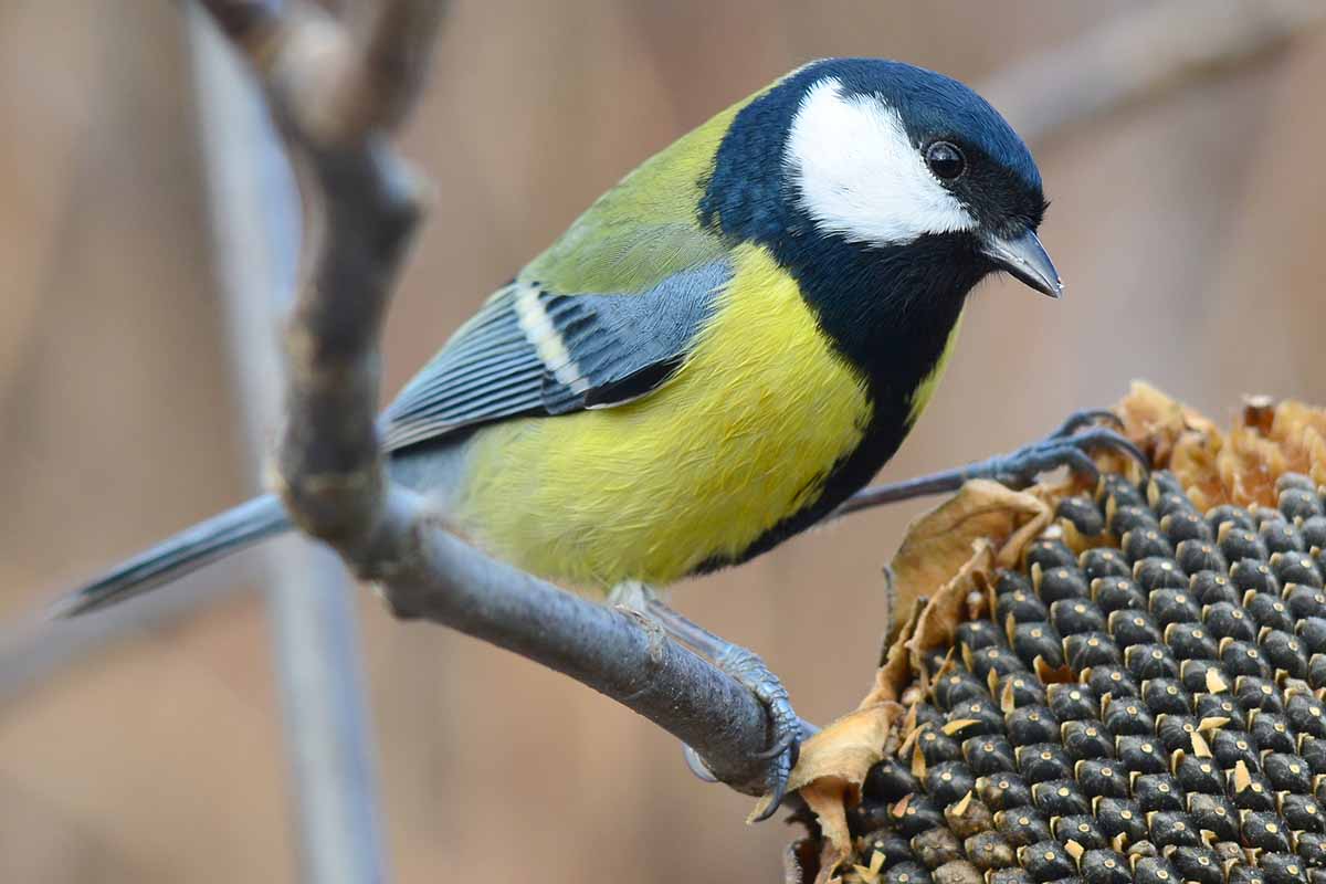 A close up horizontal image of a bird eating sunflower seeds pictured on a soft focus background.