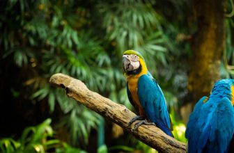 flydubai Signs The Buckingham Palace Declaration To Join United For Wildlife – Dubai Blog