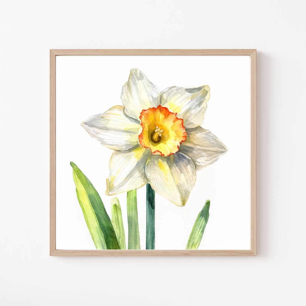 Free Botanical Floral Drawings: Flowers of the Spring Season — Daffodil