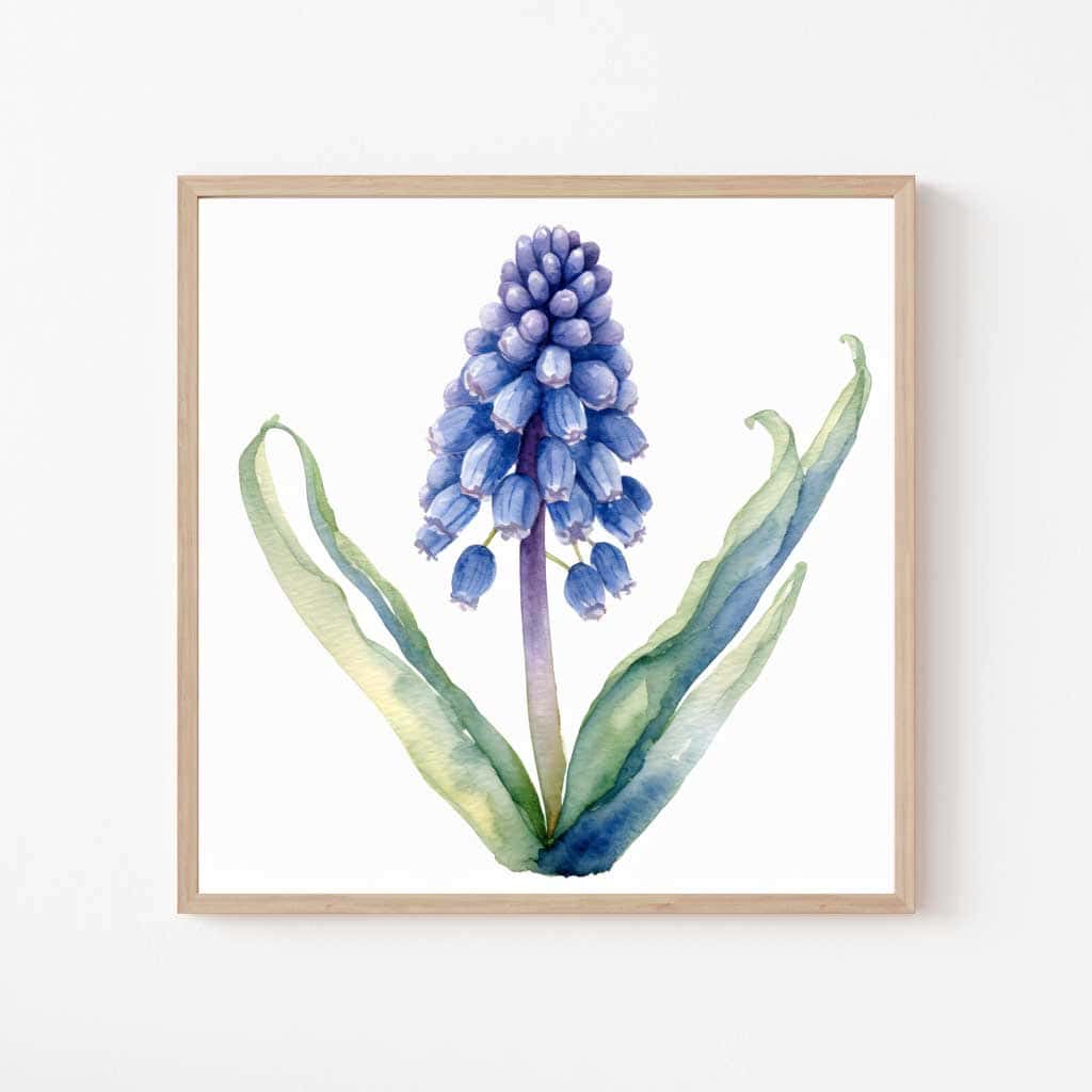 Free Botanical Floral Drawings: Flowers of the Spring Season — Grape Hyacinth