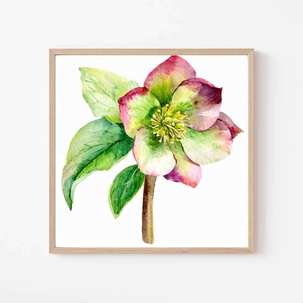Free Botanical Floral Drawings: Flowers of the Spring Season — Hellebore