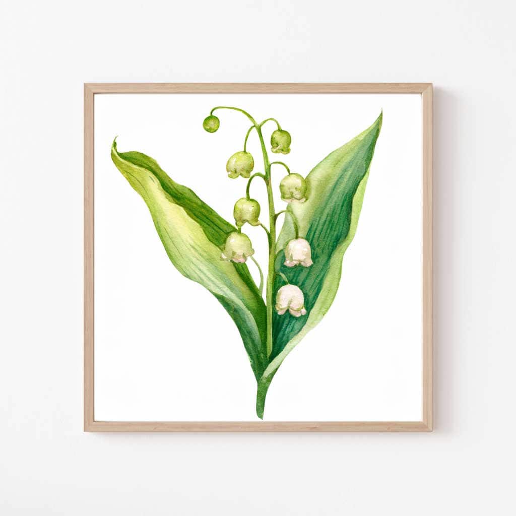 Free Botanical Floral Drawings: Flowers of the Spring Season — Lily of The Valley