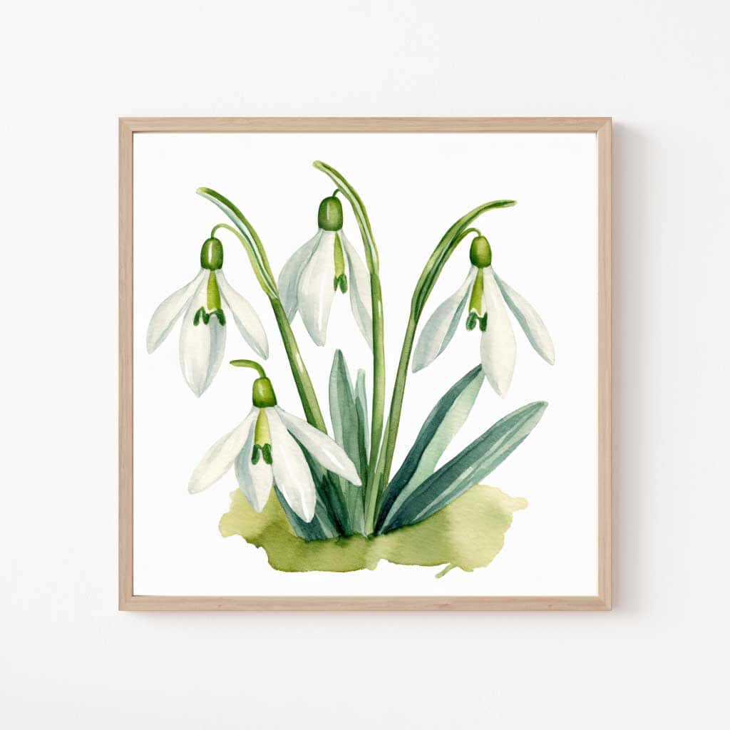 Free Botanical Floral Drawings: Flowers of the Spring Season — Snowdrops