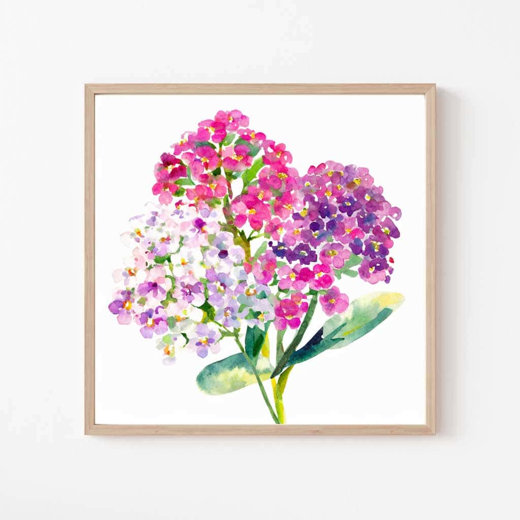 Free Botanical Floral Drawings: Flowers of the Spring Season — Sweet Allysum