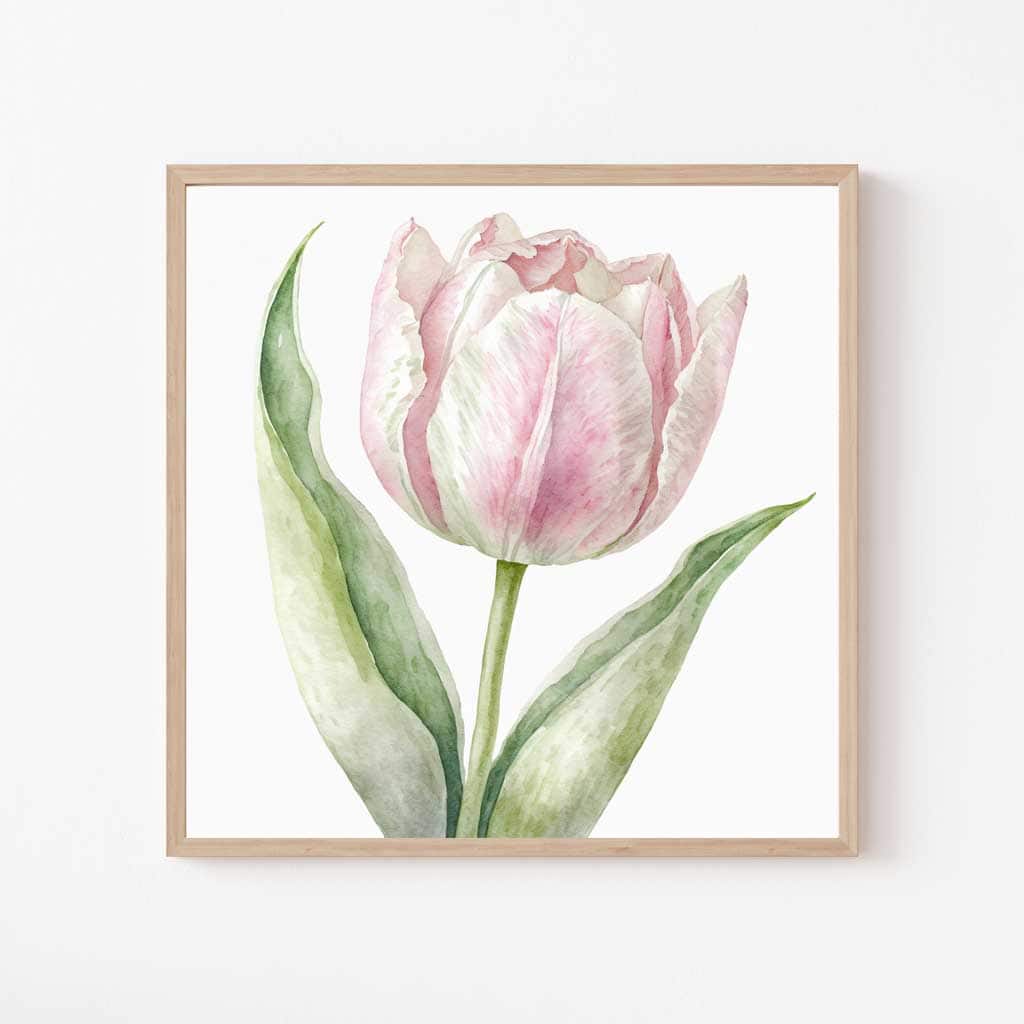 Free Botanical Floral Drawings: Flowers of the Spring Season — Tulip