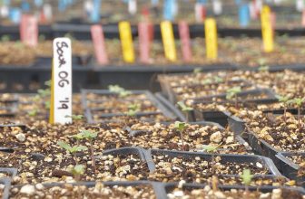 Why the cannabis market needs heirloom genetics