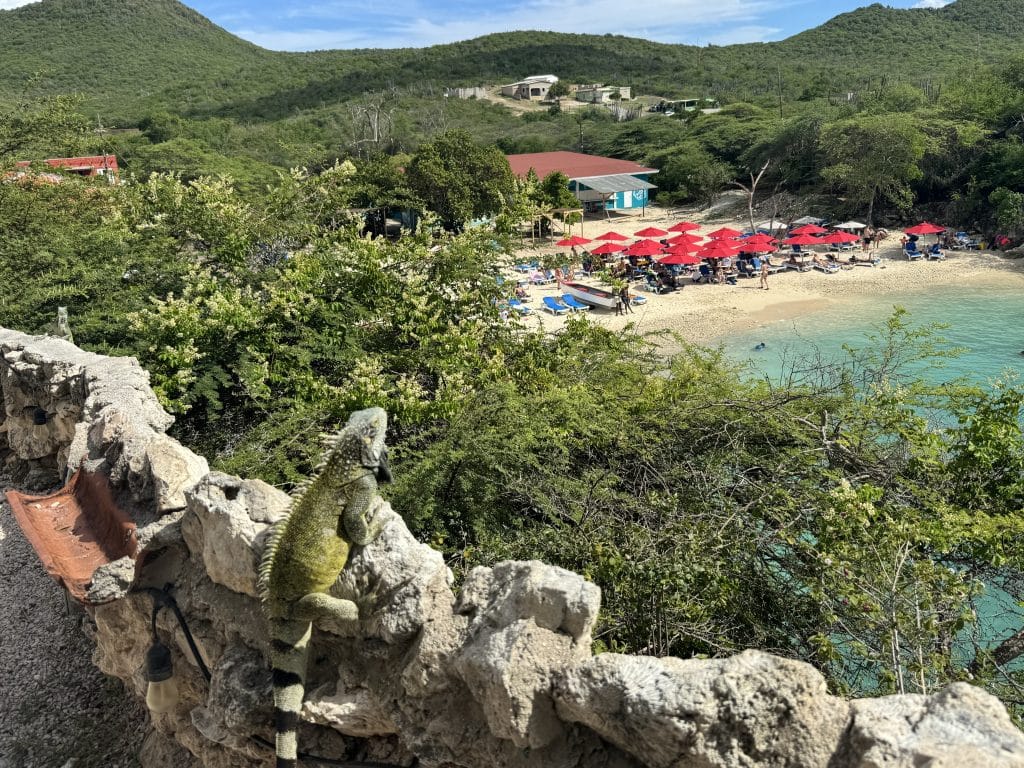 An iguana on a rocky ledge overlooking a beach covered in red umbrellas below.