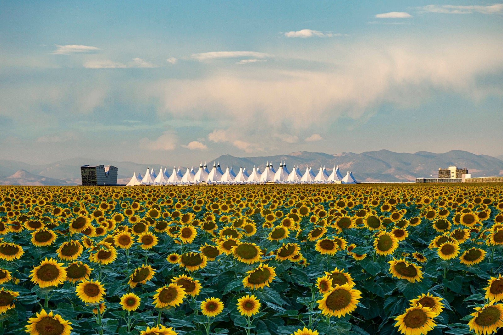 A field of sunflowers in the foreground with mountains and Denver airport in the background