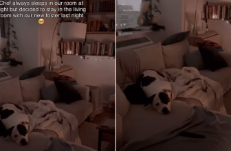 Foster Dog Chooses Compassion When New Pup Arrives Afraid
