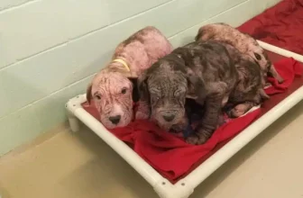 5 Bald, Sick Puppies Show Pure Joy as They Shower Their Rescuers With Kisses