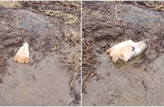 Swamp Mud So Thick Swallowed Up A Dog And She Was Sinking Fast