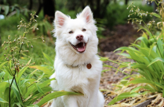 Nom Nom vs Farmer’s Dog Freshly-Made Dog Food Comparison