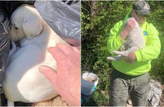Crew Member Sees Puppy Sleeping In Rubbish & Knows It’s Meant To Be
